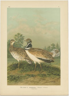 Antique Bird Print of the Little Bustard by Naumann, circa 1895