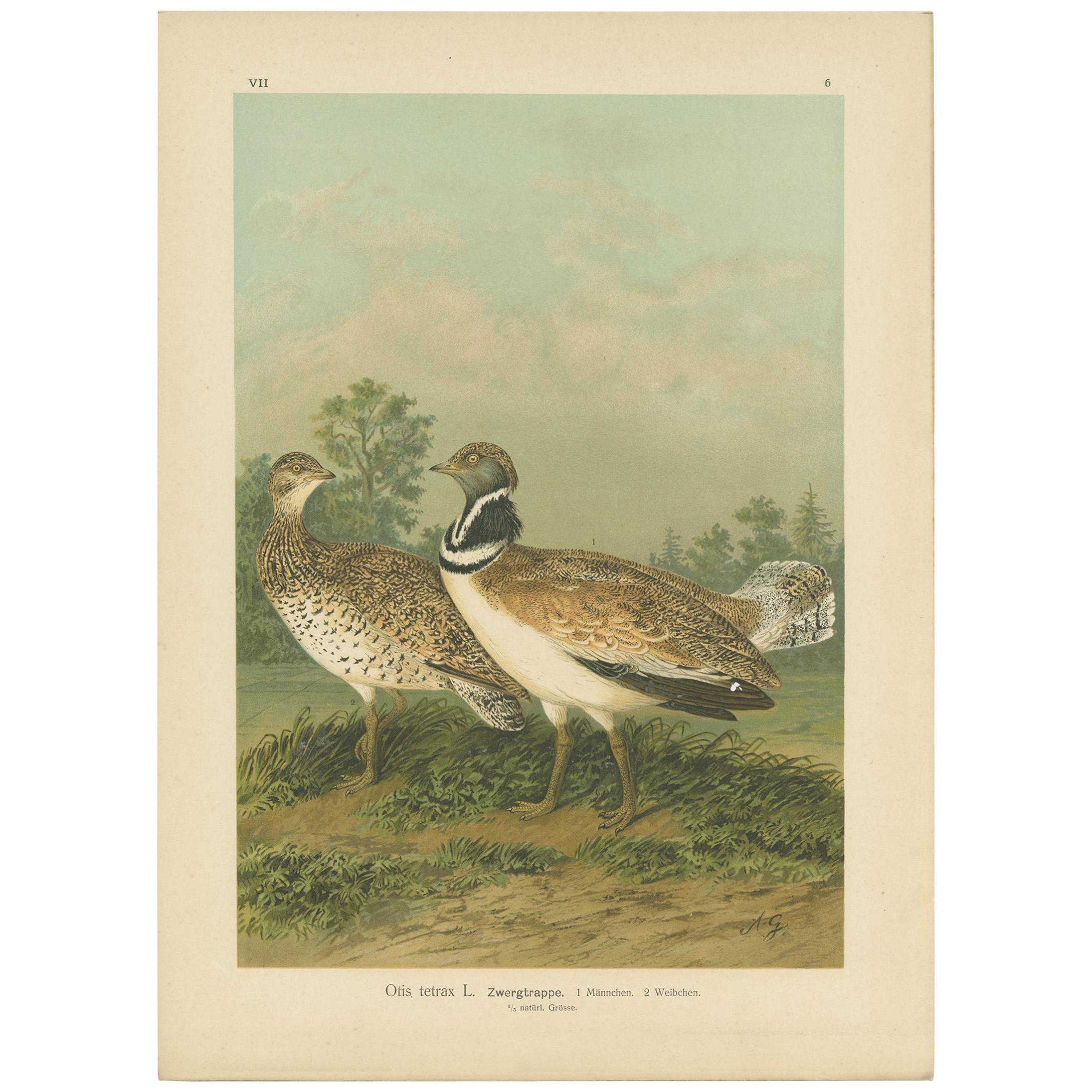 Antique Bird Print of the Little Bustard by Naumann, circa 1895 For Sale