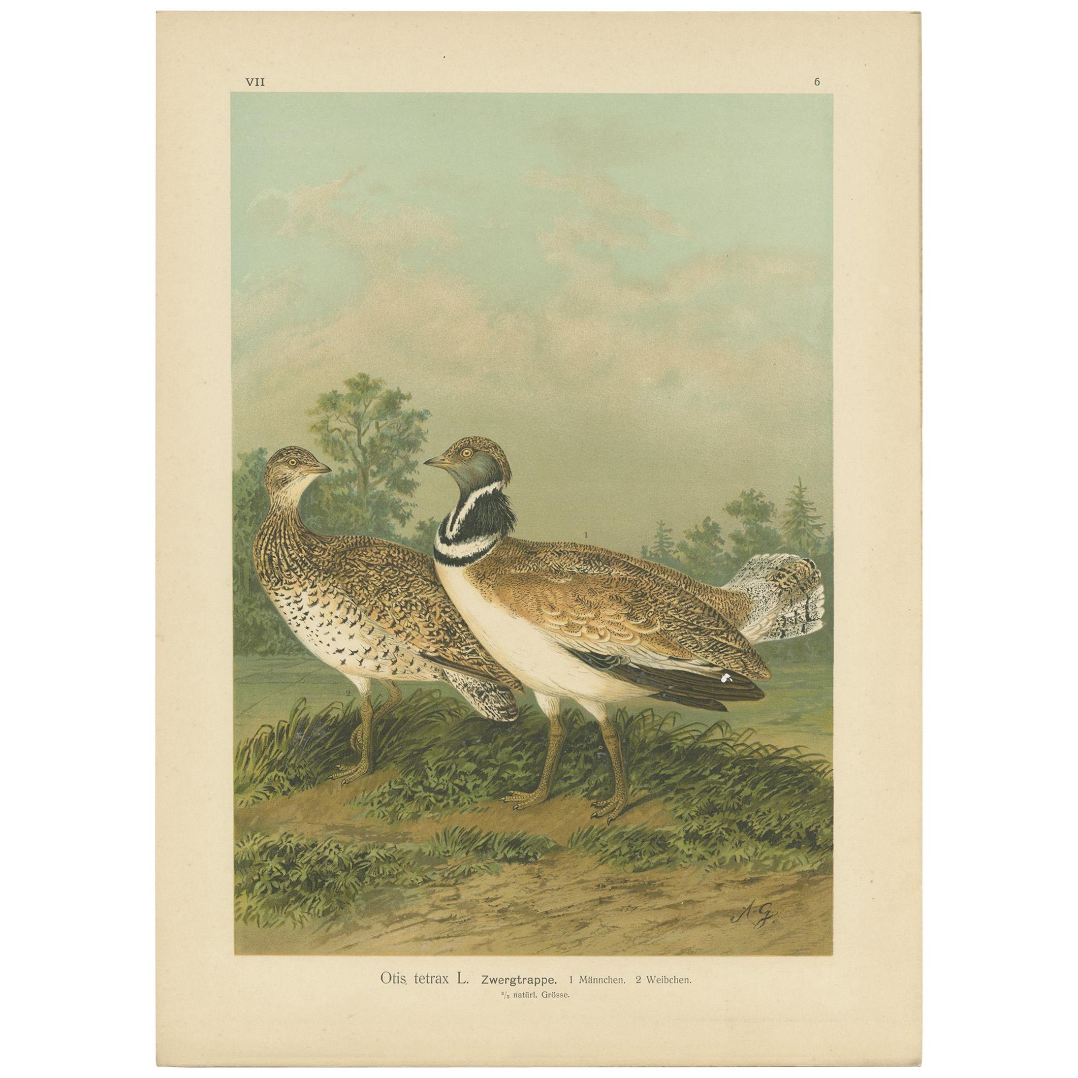 Stampa antica di uccelli di Naumann, 1895 circa, raffigurante la piccola otarda