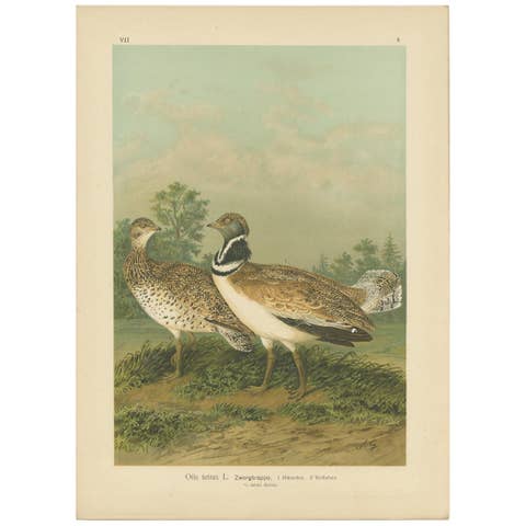 Antique Bird Print of the Little Bustard by Naumann, circa 1895