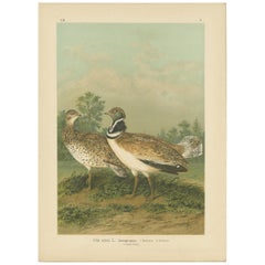 Stampa antica di uccelli di Naumann, 1895 circa, raffigurante la piccola otarda