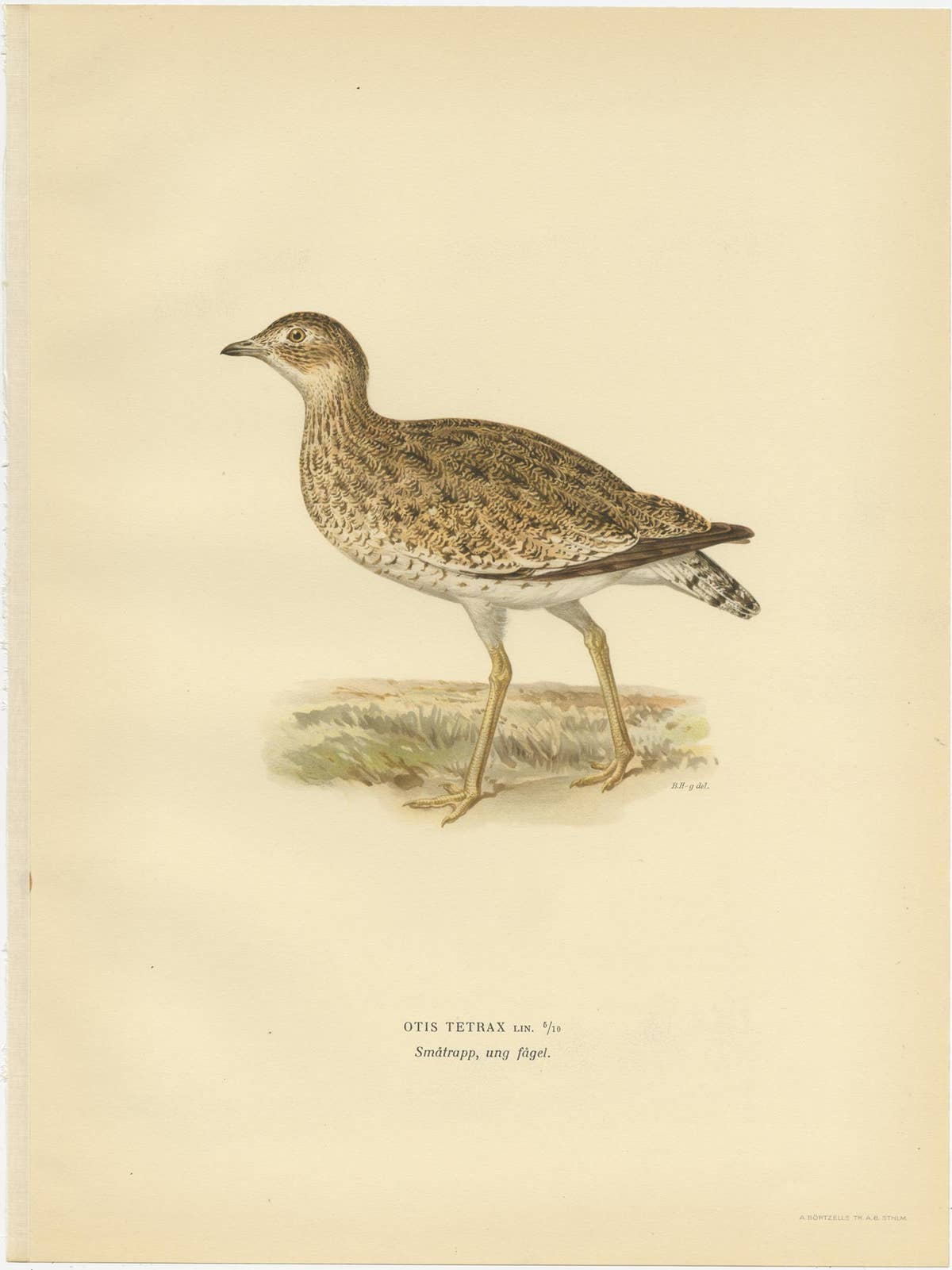 Antique Bird Print of the Little Bustard by Von Wright, 1929