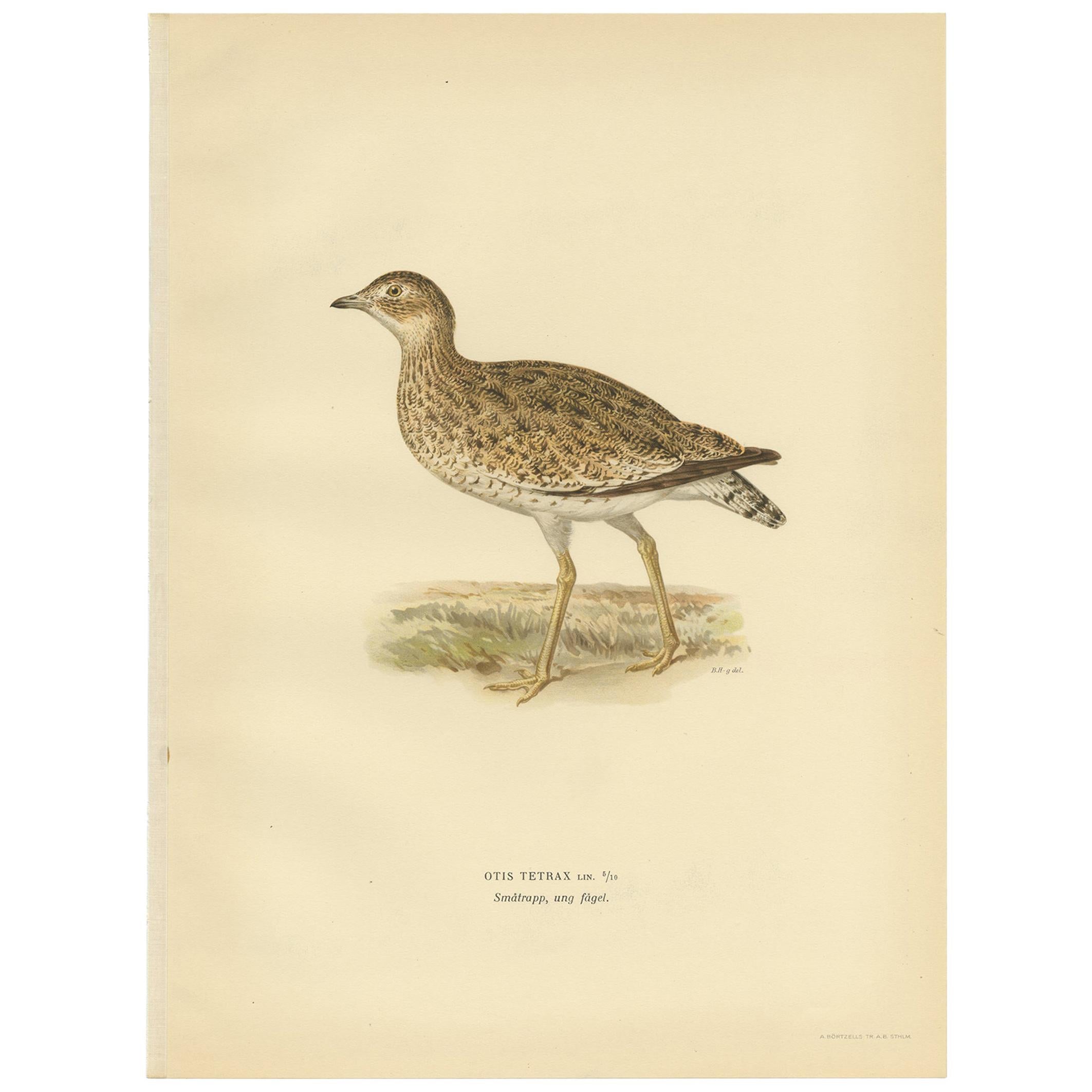 Antique Bird Print of the Little Bustard by Von Wright, 1929 For Sale