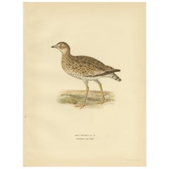 Antique Bird Print of the Little Bustard by Von Wright, 1929