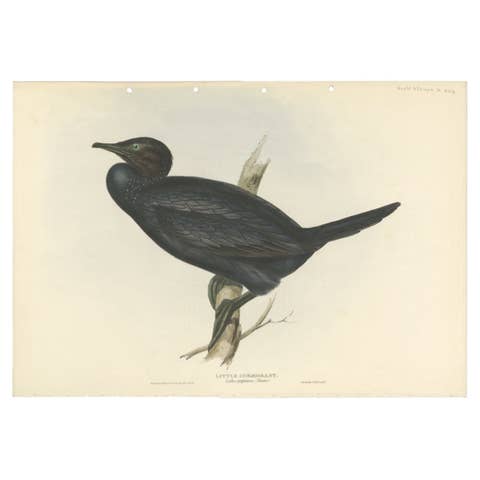 Little Cormorant – Antique Bird Lithograph by John Gould, c.1832