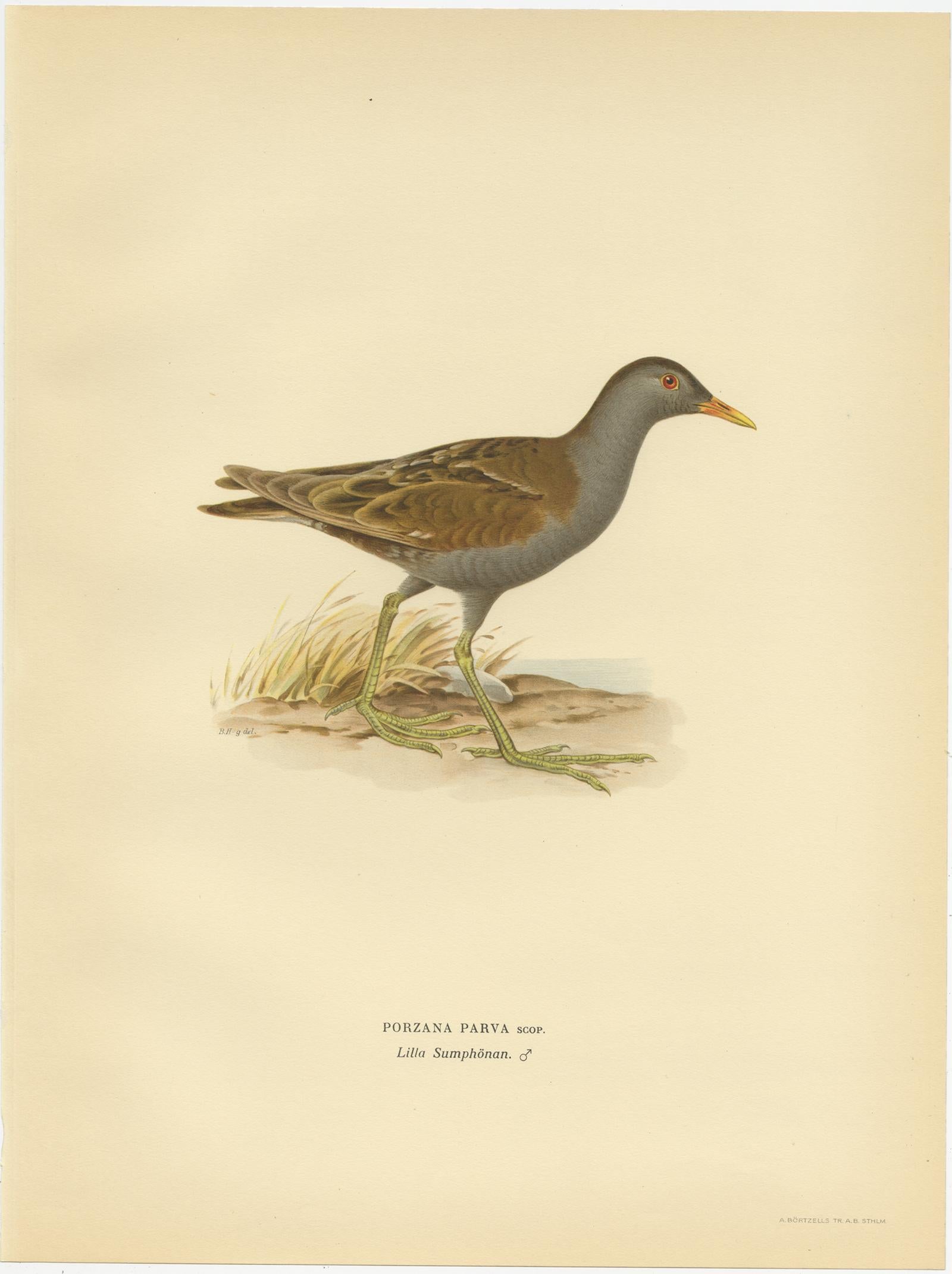 Antique Bird Print of the Little Crake 'Female' by Von Wright, 1929 In Good Condition For Sale In Langweer, NL