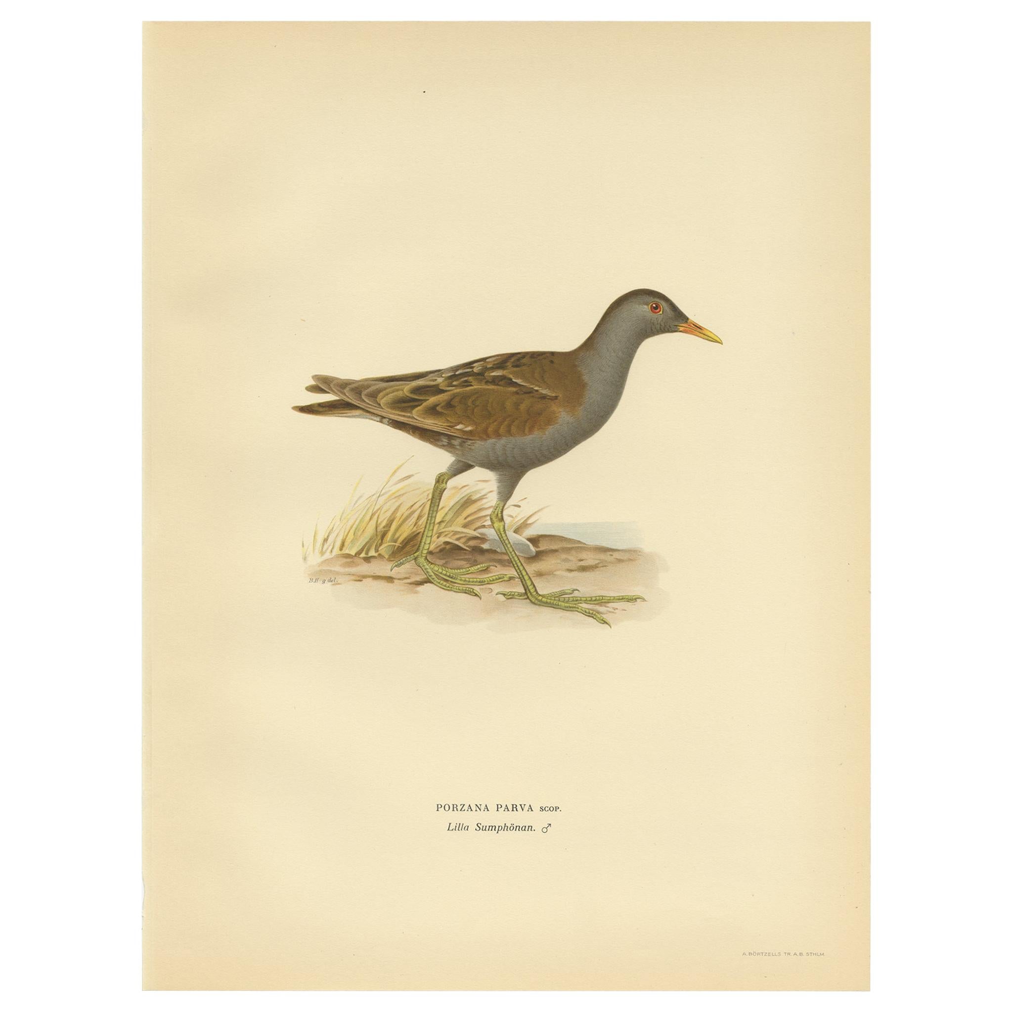 Antique Bird Print of the Little Crake 'Female' by Von Wright, 1929 For Sale