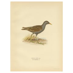 Antique Bird Print of the Little Crake 'Female' by Von Wright, 1929