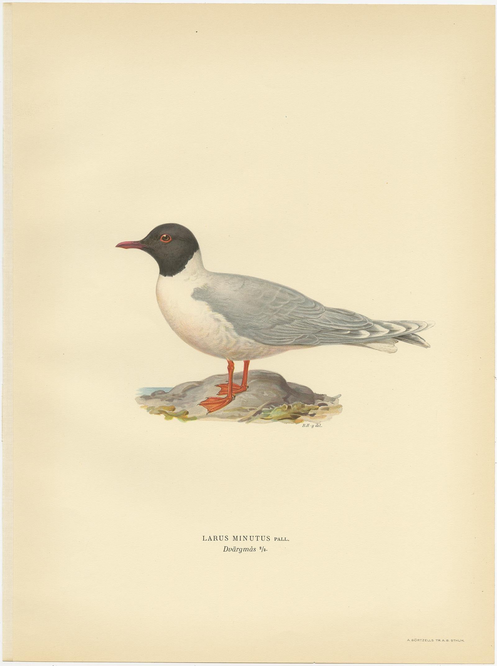 Grabado antiguo de la gaviota enana, publicado en Suecia en 1929 Papel en venta