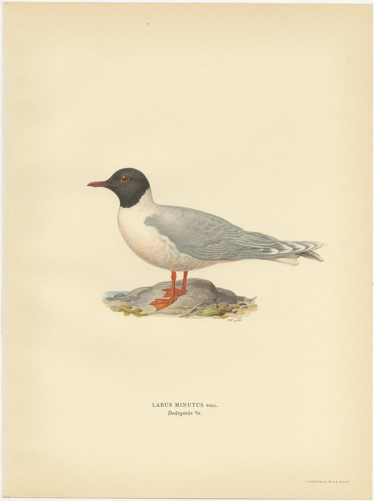 Antique Bird Print of the Little Gull, Published in Sweden in 1929