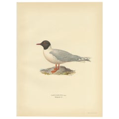 Antique Bird Print of the Little Gull, Published in Sweden in 1929