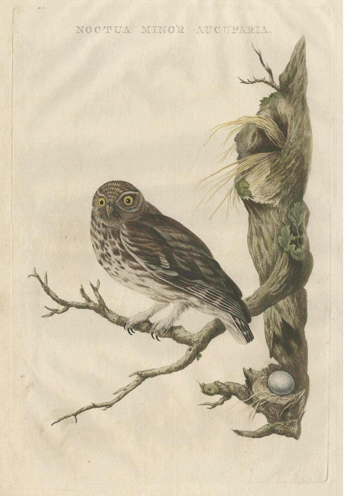 Grabado antiguo titulado 'Noctua Minor Aucuparia'. Este grabado representa al búho pequeño (en neerlandés: steenuil). El mochuelo común (Athene noctua) es un ave que habita en gran parte de las zonas templadas y cálidas de Europa, Asia oriental
