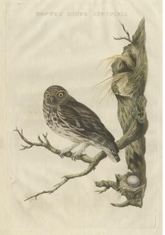 Little Owl – Hand-Colored Dutch Bird Print by Sepp & Nozeman, 1770