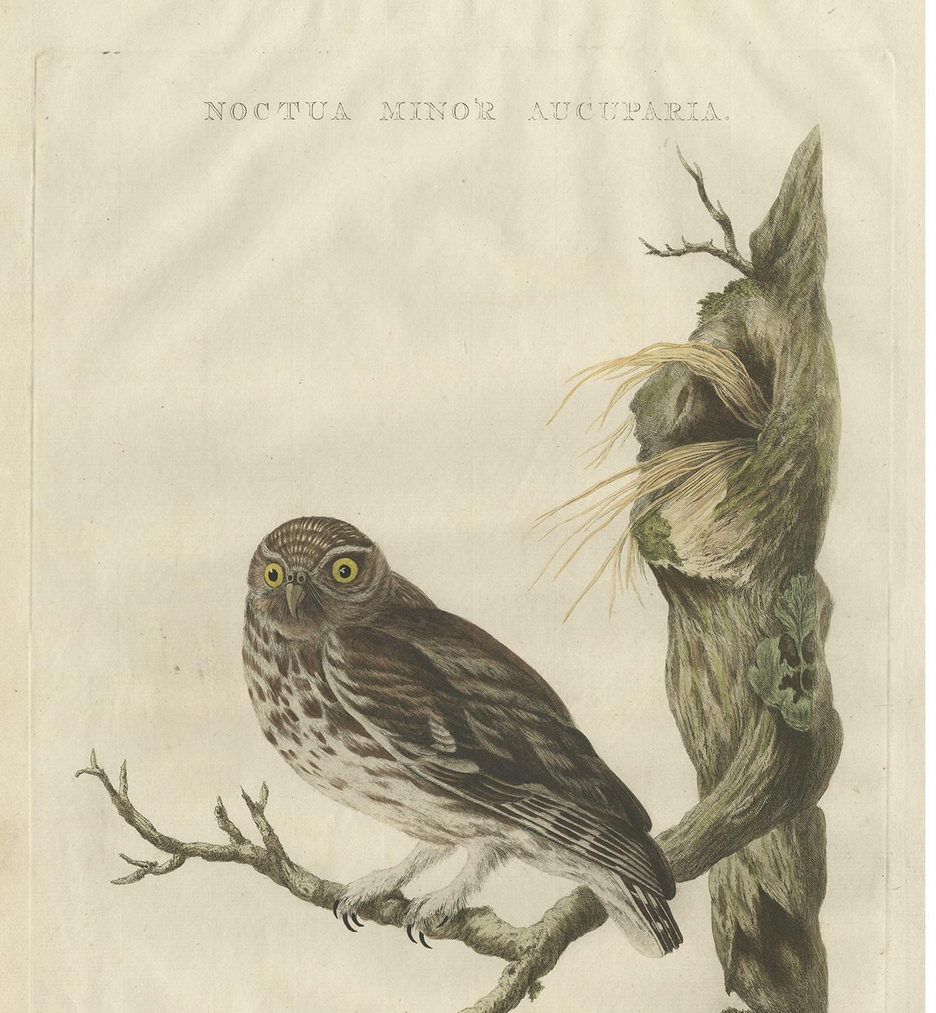 Grabado antiguo del búho pequeño por Sepp & Nozeman, 1770 en Bueno estado para la venta en Langweer, NL