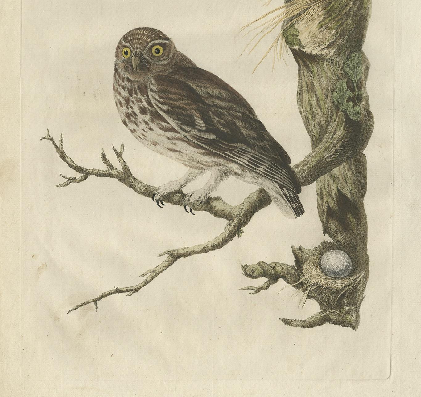 Grabado antiguo del búho pequeño por Sepp & Nozeman, 1770 siglo XVIII en venta