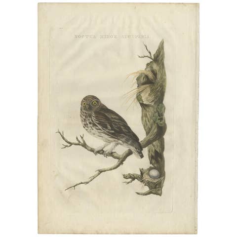 Little Owl – Hand-Colored Dutch Bird Print by Sepp & Nozeman, 1770