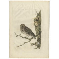 Impression ancienne d'oiseau du petit hibou par Sepp & Nozeman, 1770