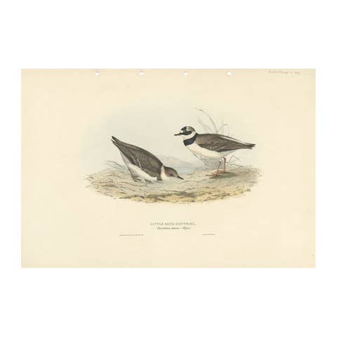 Antique Bird Print of the Little Ring Dotterel by Gould, 1832