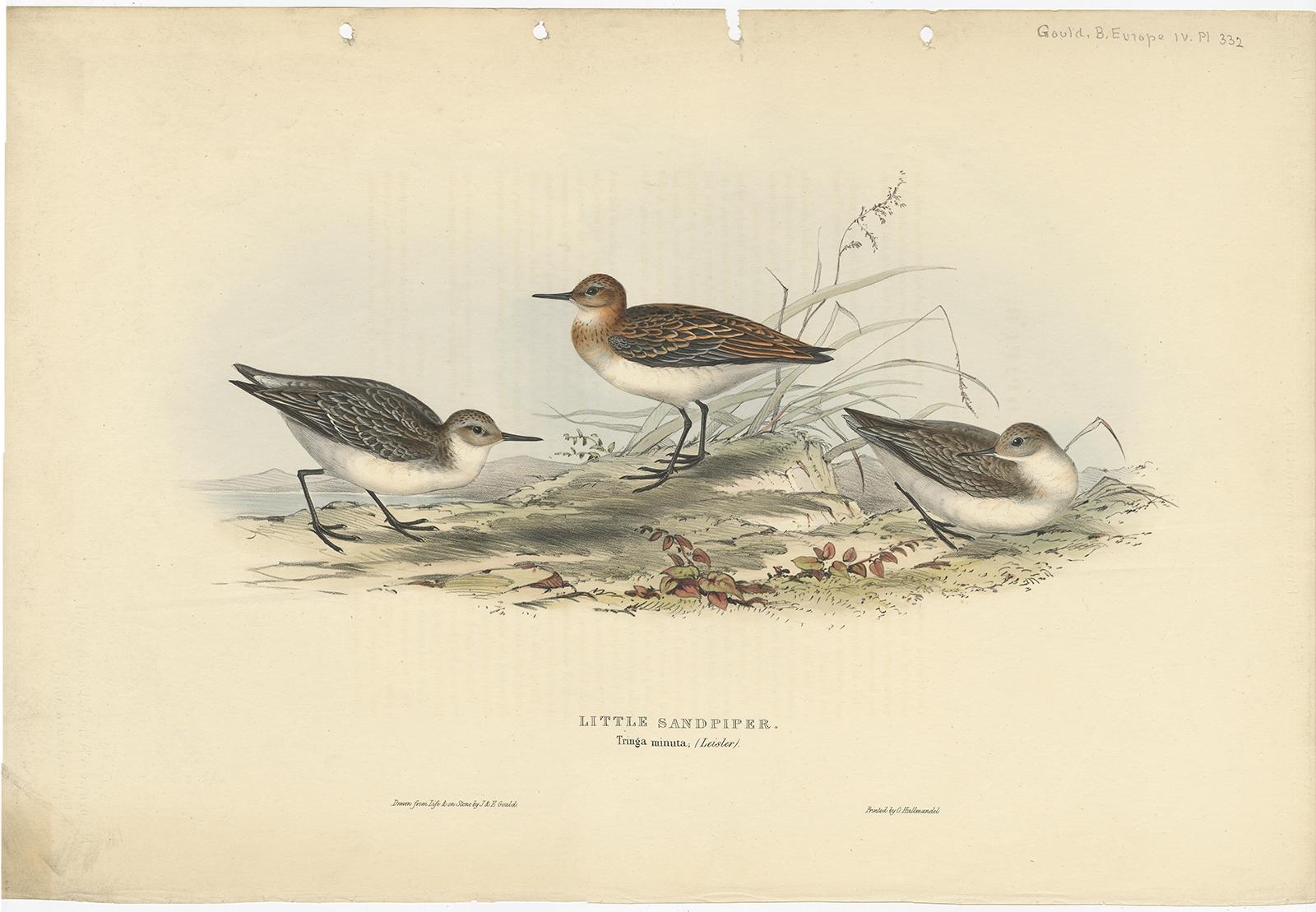 Grabado antiguo de aves titulado 'Pequeño correlimos'. Antiguo grabado de aves que representa a tres pequeños correlimos. Este grabado procede de 