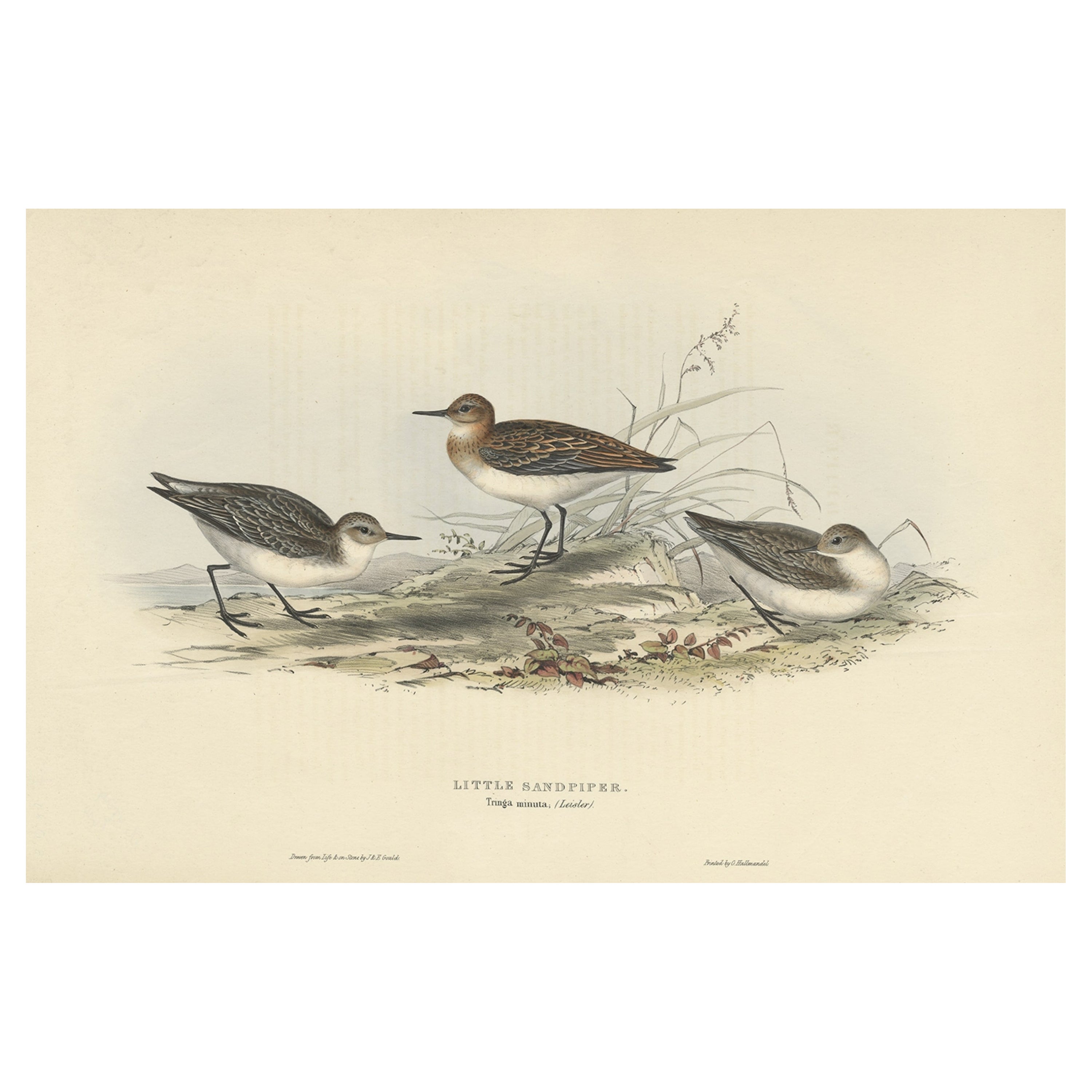 Antiker Vogeldruck des kleinen Sandpiper von Gould, 1832