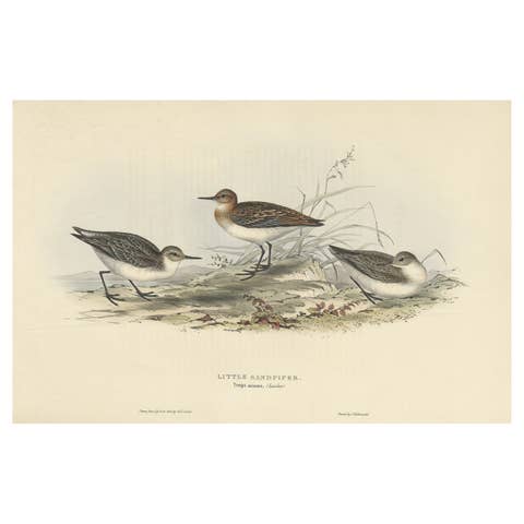 Antique Bird Print of the Little Sandpiper by Gould, 1832