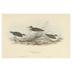 Grabado antiguo de Gould sobre el Correlimos Menor, 1832