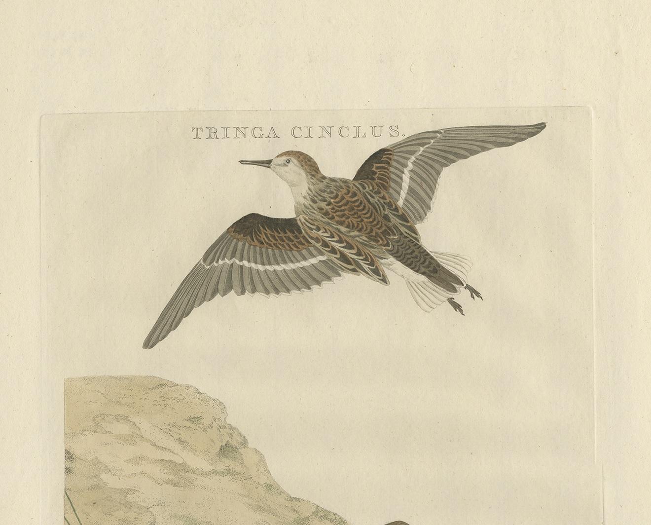 Antique print titled ‘Tringa Cinclus'. This print depicts the little stint (Dutch: kleine zandloper). The little stint (Calidris minuta) (or Erolia minuta), is a very small wader. It breeds in arctic Europe and Asia, and is a long-distance migrant,
