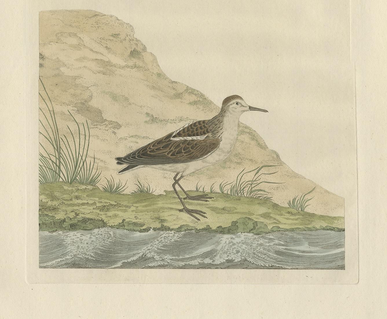 Dutch Antique Bird Print of the Little Stint by Sepp & Nozeman, 1797 For Sale