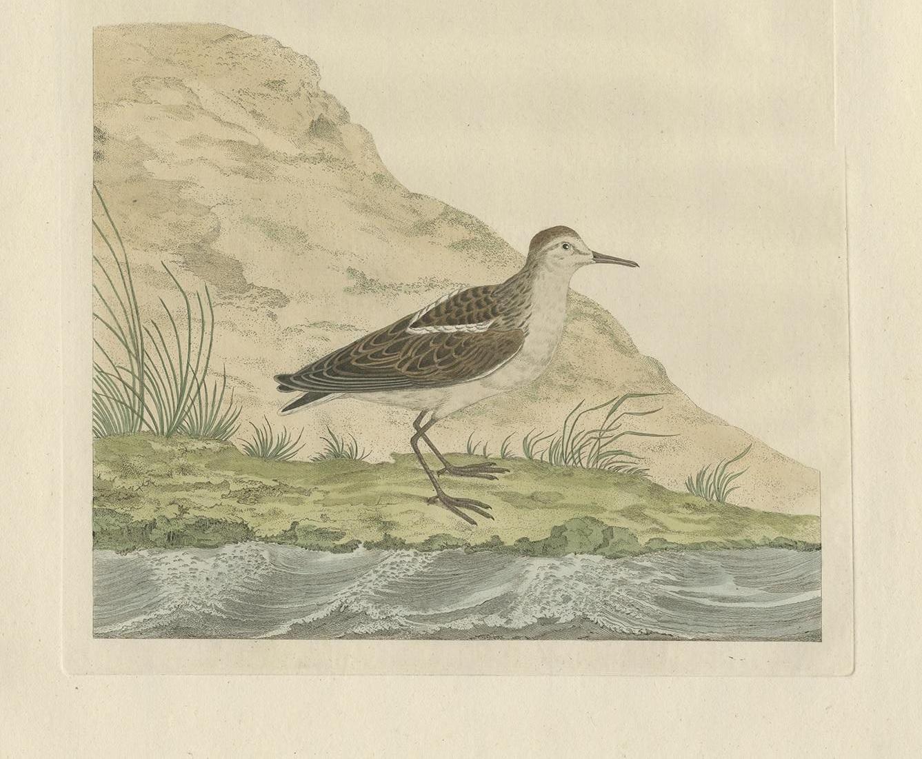 Engraved Little Stint – Antique Dutch Ornithology Print by Sepp and Nozeman, 18th C For Sale