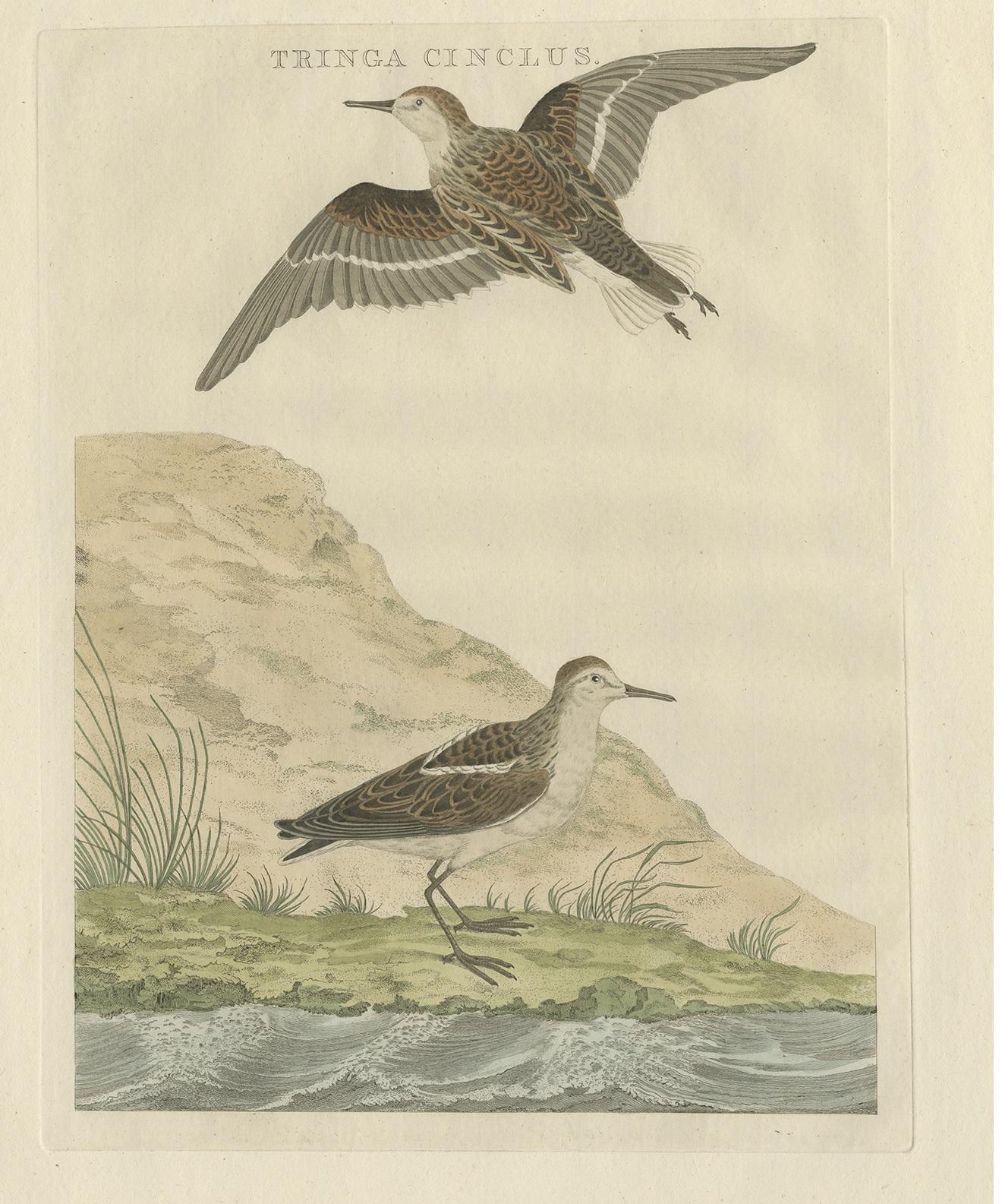 Antique Bird Print of the Little Stint by Sepp & Nozeman, 1797 In Good Condition For Sale In Langweer, NL
