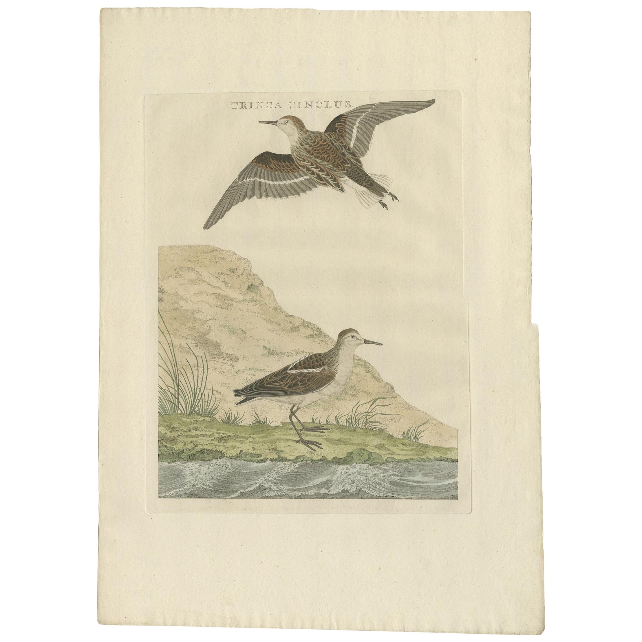 Antique Bird Print of the Little Stint by Sepp & Nozeman, 1797 For Sale