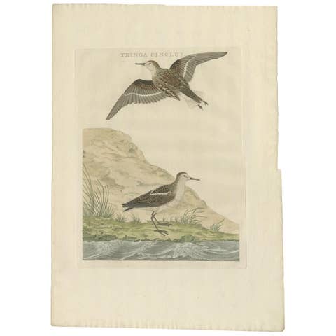 Little Stint – Antique Dutch Ornithology Print by Sepp and Nozeman, circa 1797