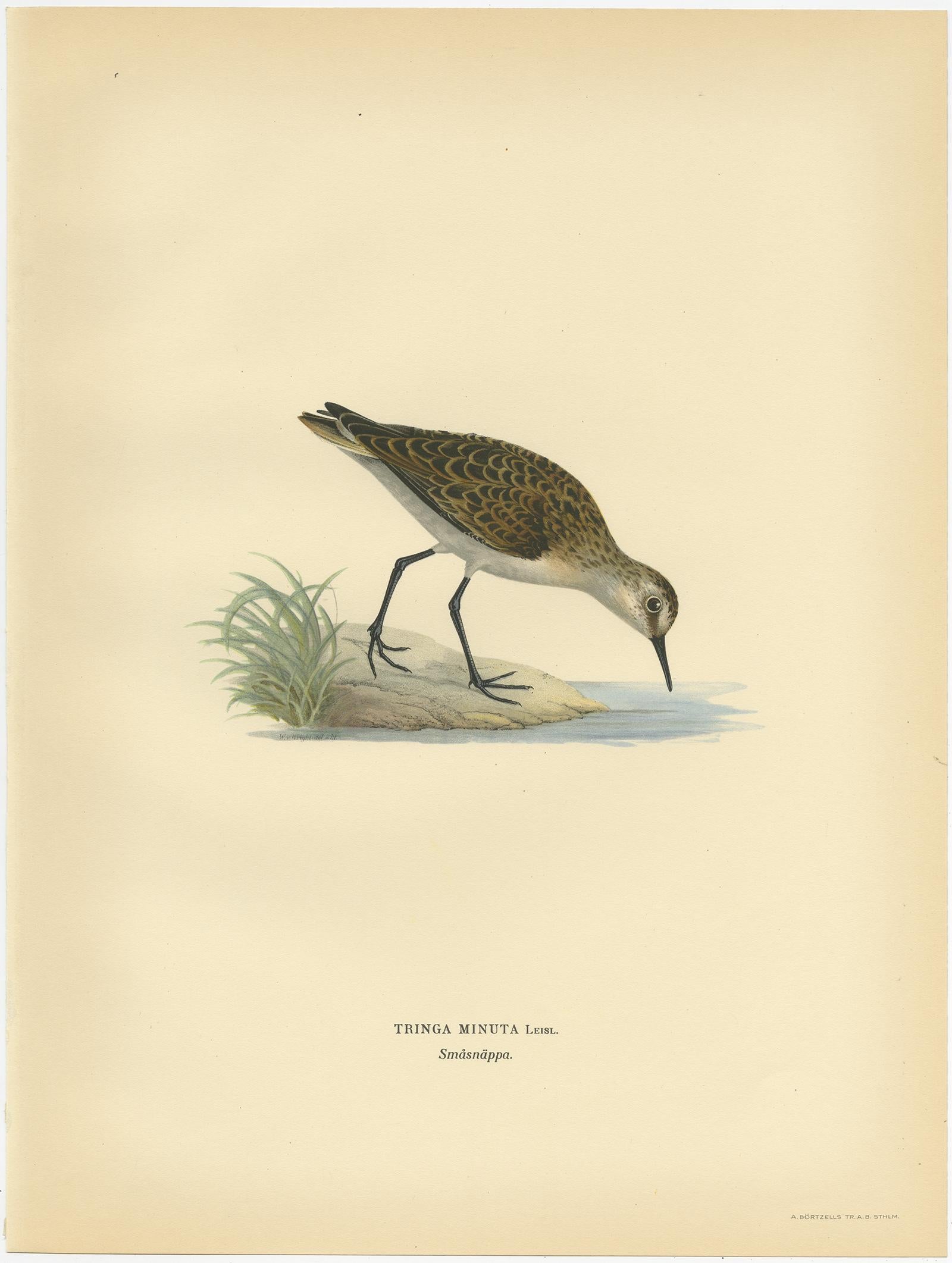 Antique Bird Print of the Little Stint by Von Wright, 1929 In Good Condition For Sale In Langweer, NL