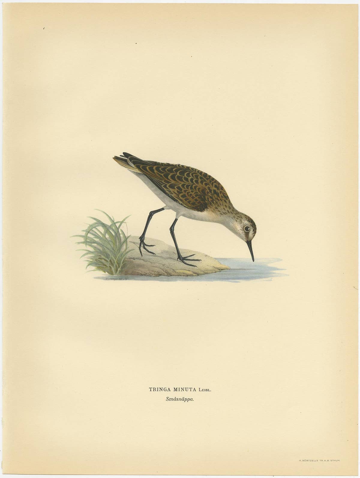 Antique Bird Print of the Little Stint by Von Wright, 1929