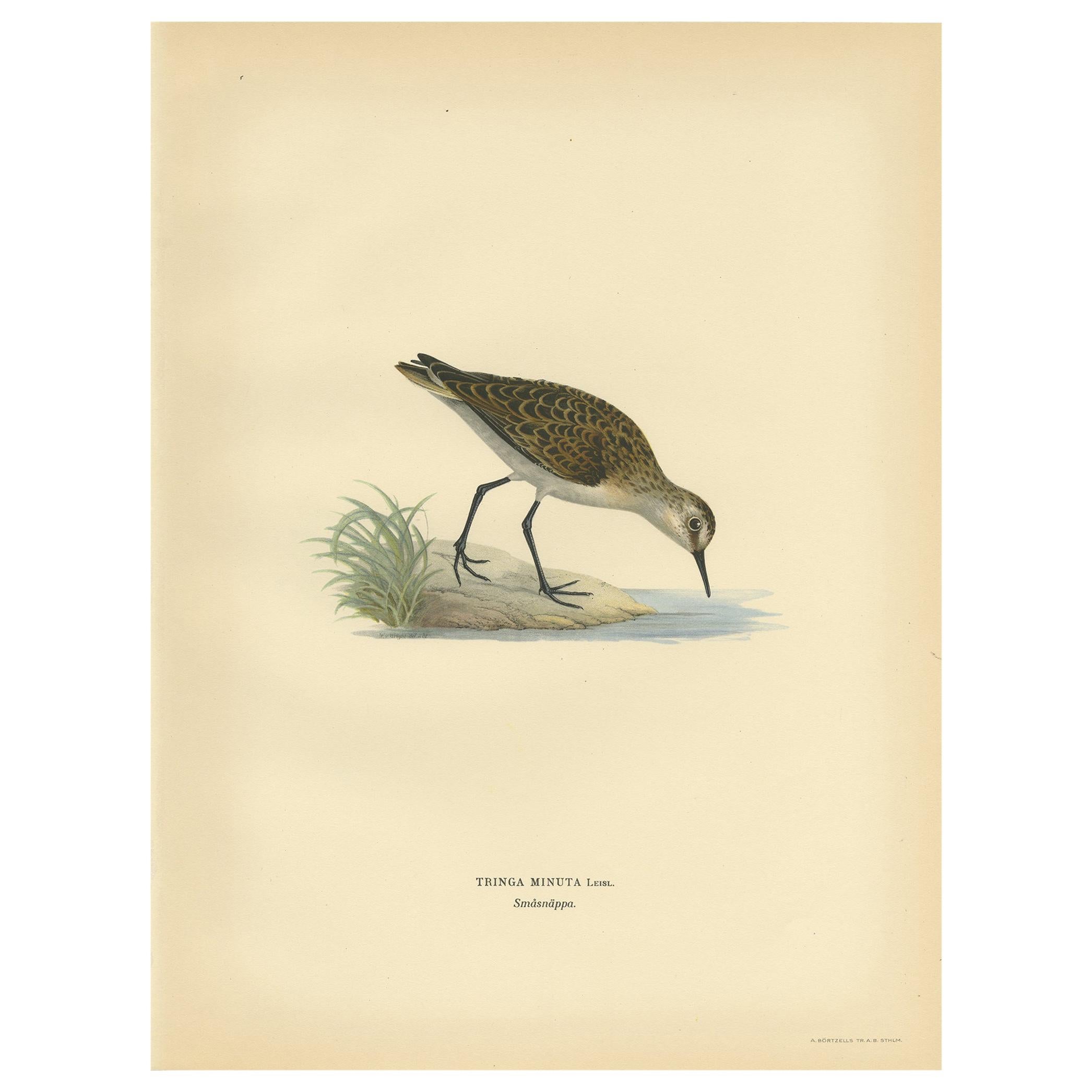 Antique Bird Print of the Little Stint by Von Wright, 1929