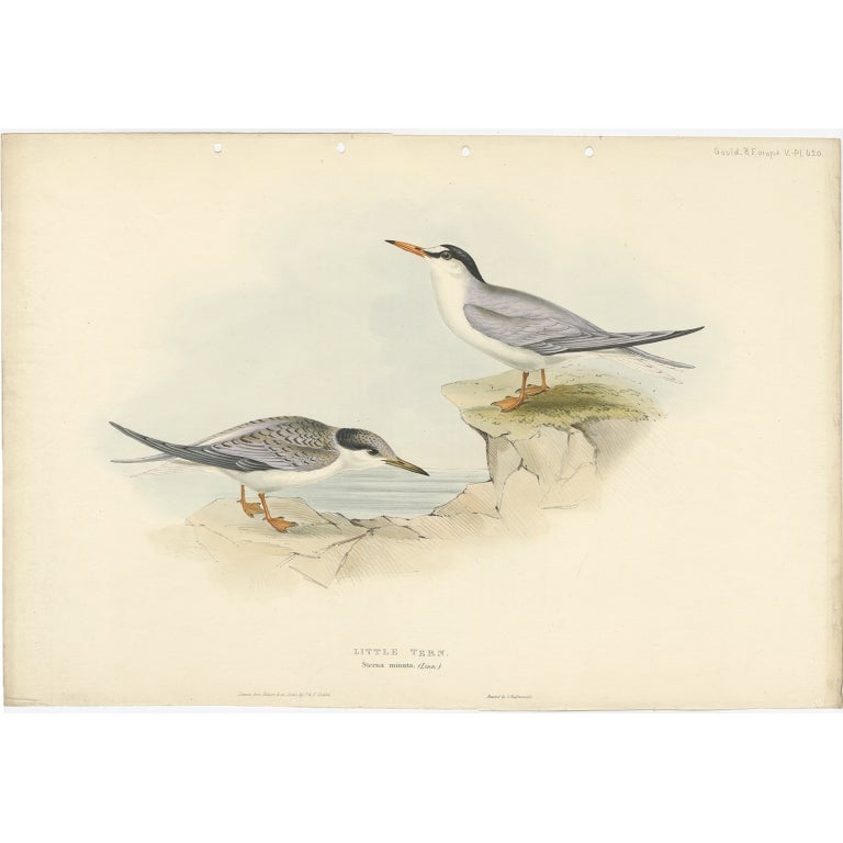 Antique Bird Print of the Little Tern by Gould, 1832 For Sale