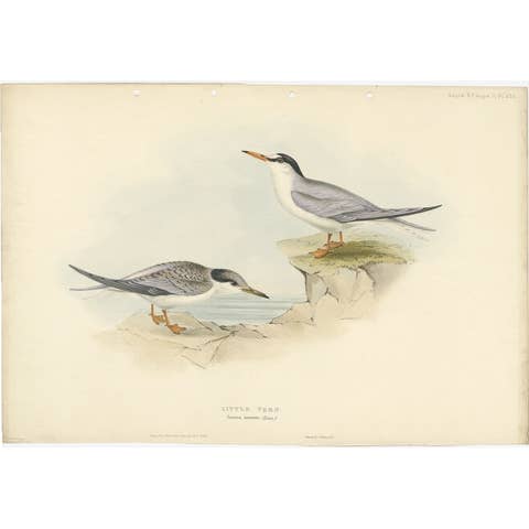 Little Tern – Antique Bird Print by John Gould, Europe Series c.1832