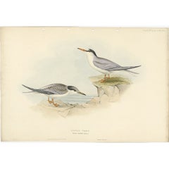 Antiker antiker Vogeldruck des kleinen Tern von Gould, 1832