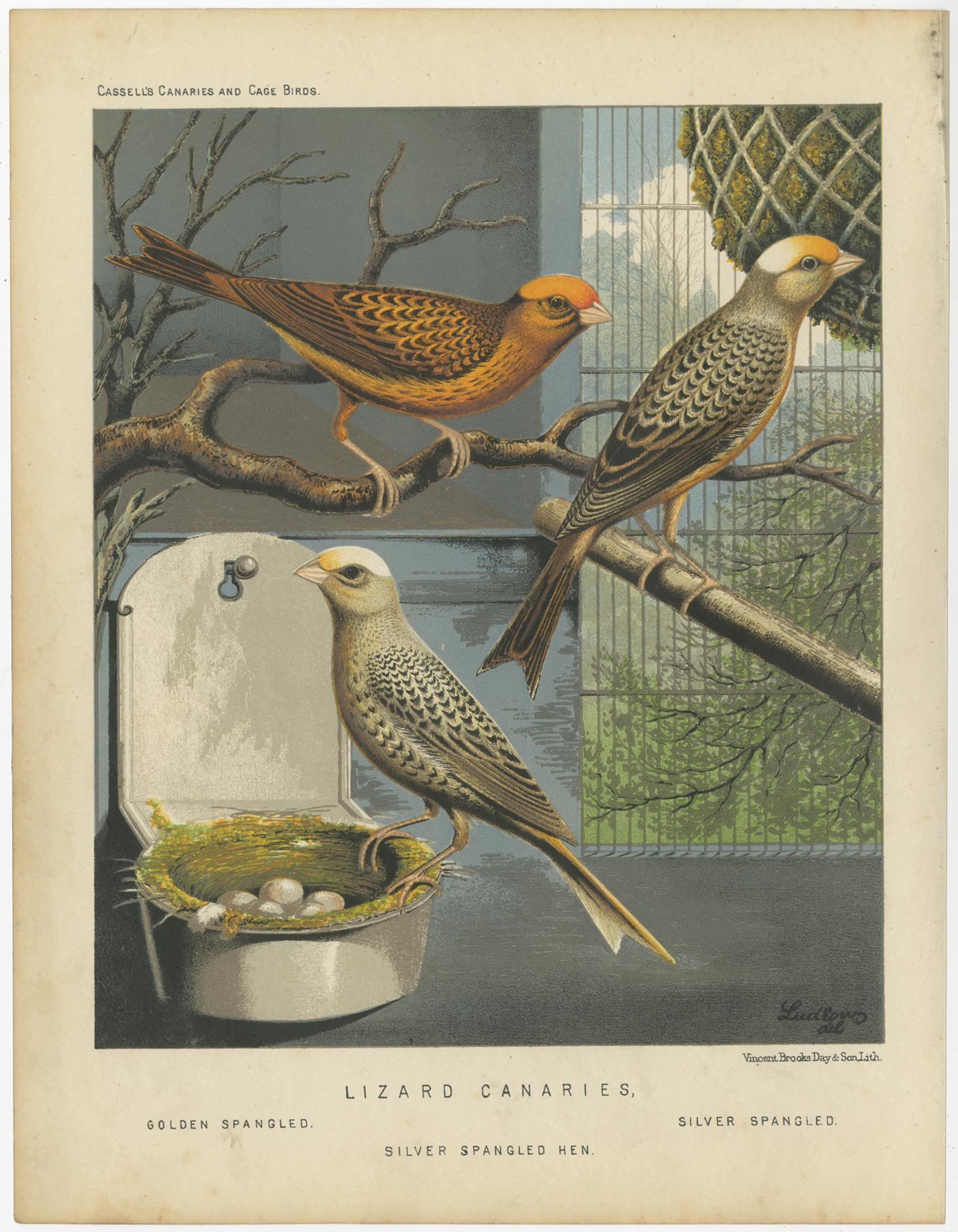 Antique bird print titled 'Lizard Canaries 1. Golden Spangled 2. Silver Spangled 3. Silver Spangled' Old bird print depicting the Lizard Canaries: Golden Spangled, Silver Spangled, Silver Spangled. This print originates from: 'Illustrated book of