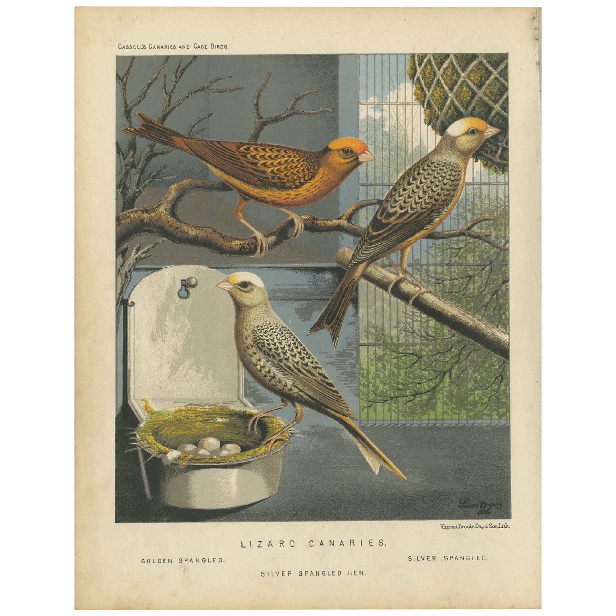 Grabado antiguo de aves de los canarios lagarto Golden Spangled y otros, circa 1880