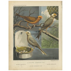 Antique Bird Print of the Lizard Canaries Golden Spangled and Others, circa 1880