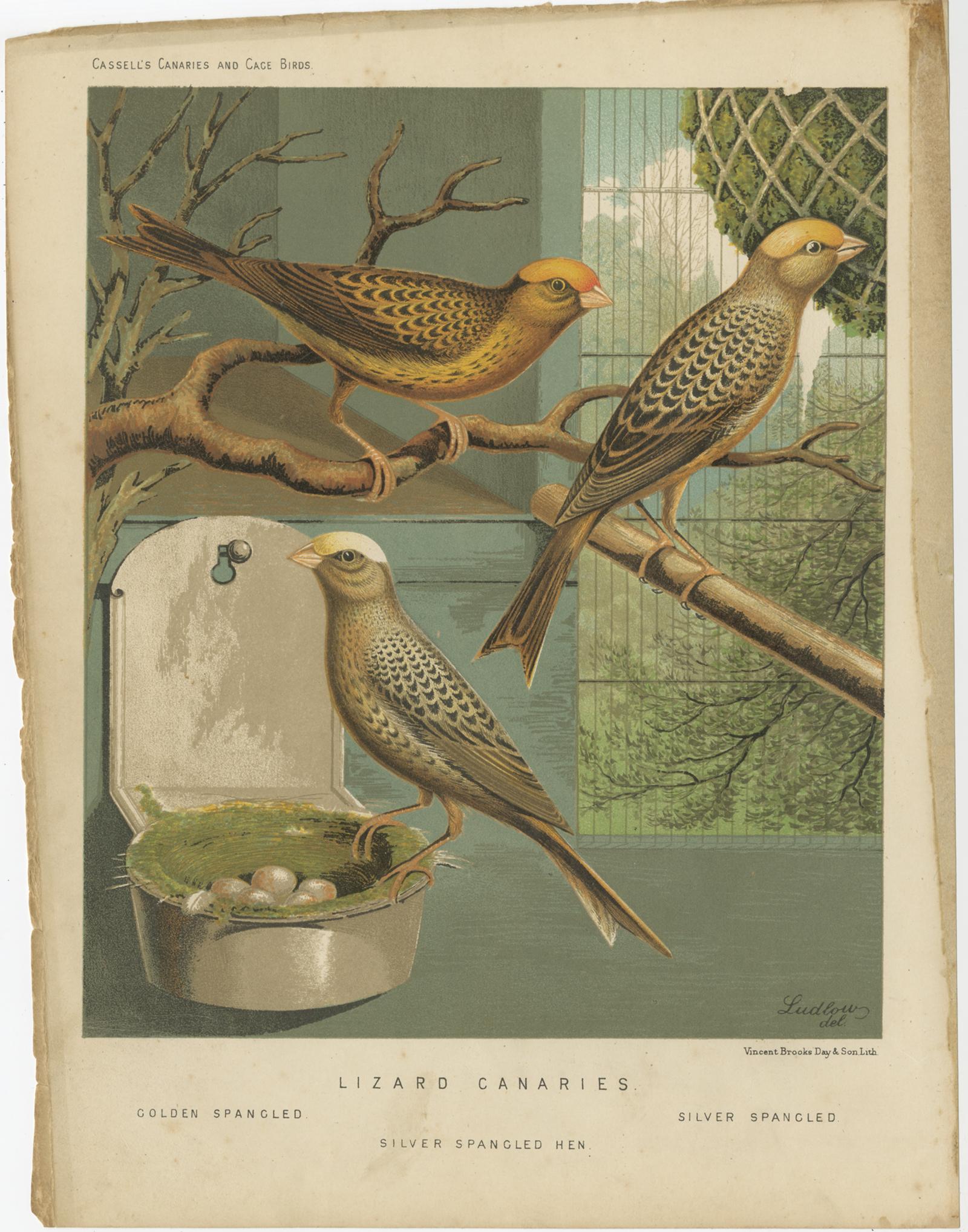 Antique bird print titled 'Lizard Canaries 1. Golden Spangled, 2. Silver Spangled Hen 3. Silver Spandgled' Old bird print depicting the Golden-spangled, 2. Silver Spangled Hen 3. Silver Spandgled. This print originates from: 'Illustrated book of