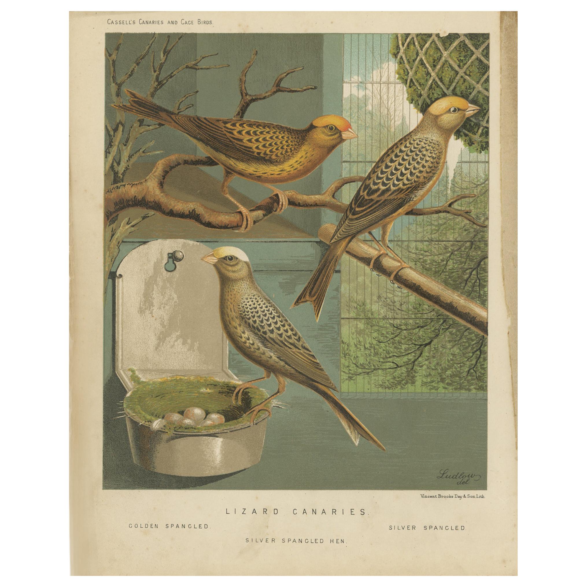 Impression ancienne d'oiseaux des Canaries de lézard, piqués d'or et autres en vente