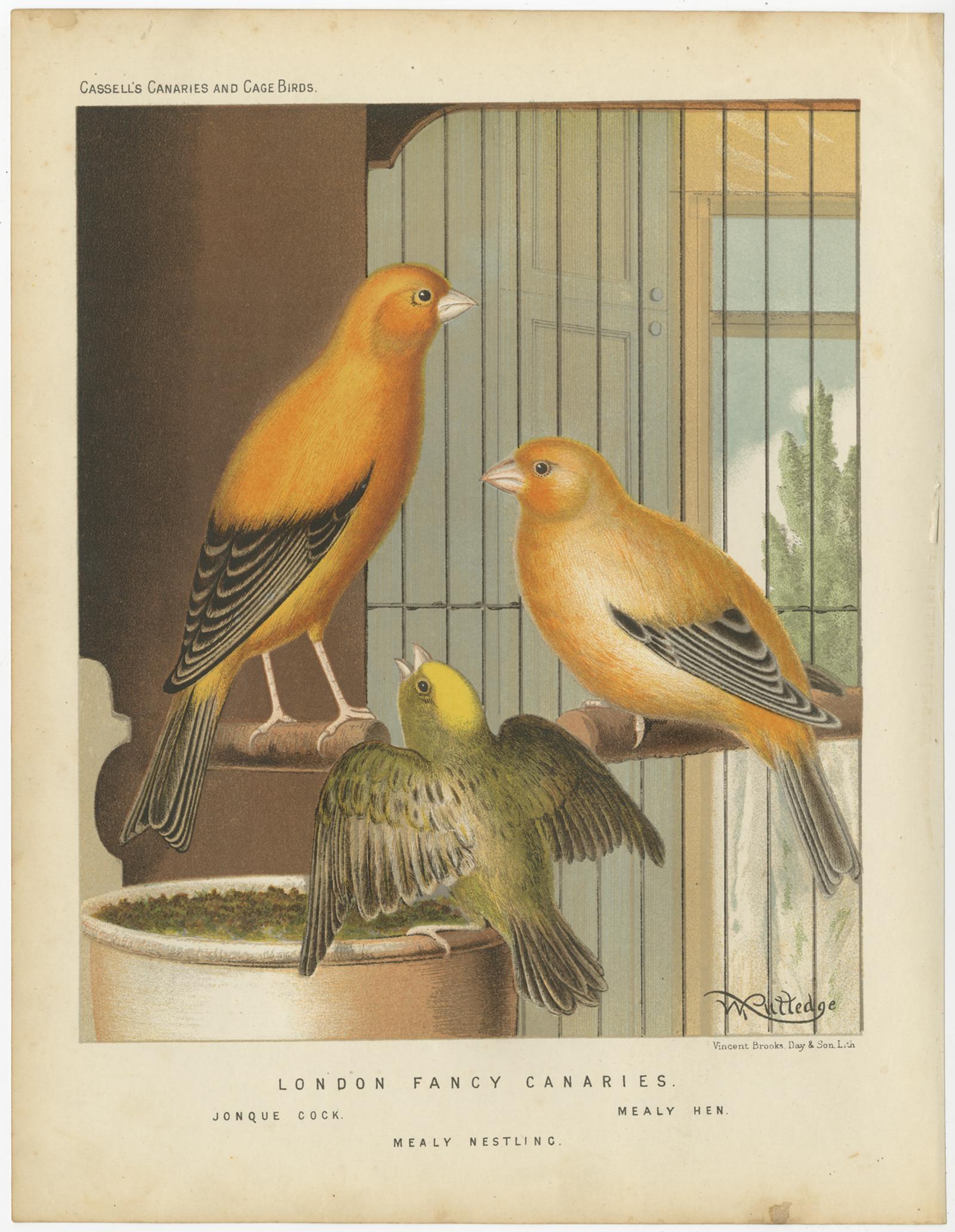 Antique bird print titled 'London Fancy Canaries 1. Jonque Cock 2. Mealy Hen 3. Mealy Nestling' Old bird print depicting the Jonque Cock, Mealy Hen, Mealy Nestling. This print originates from: 'Illustrated book of canaries and cage-birds' by W. A.