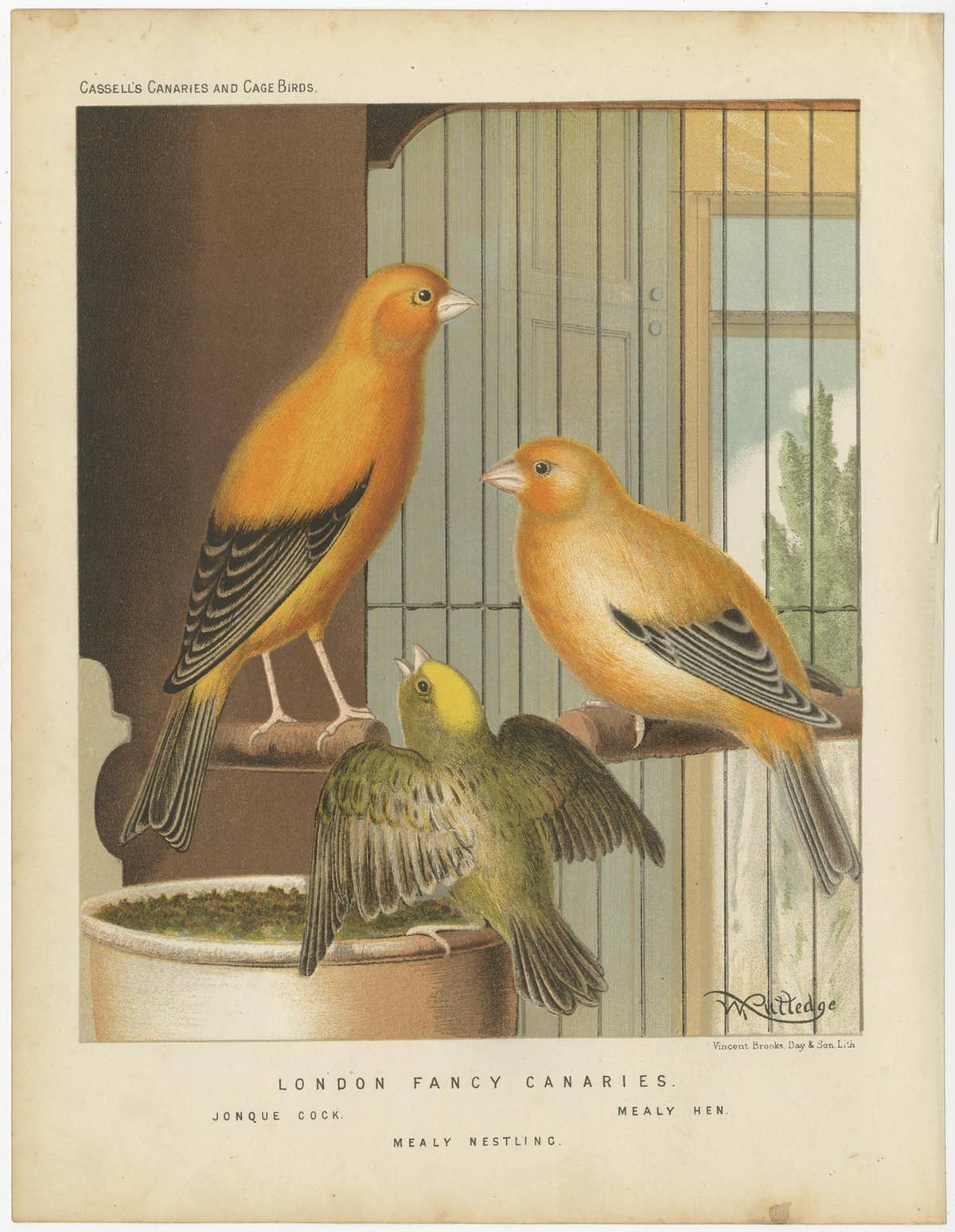 Antique Bird Print of the London Fancy Canaries, circa 1880