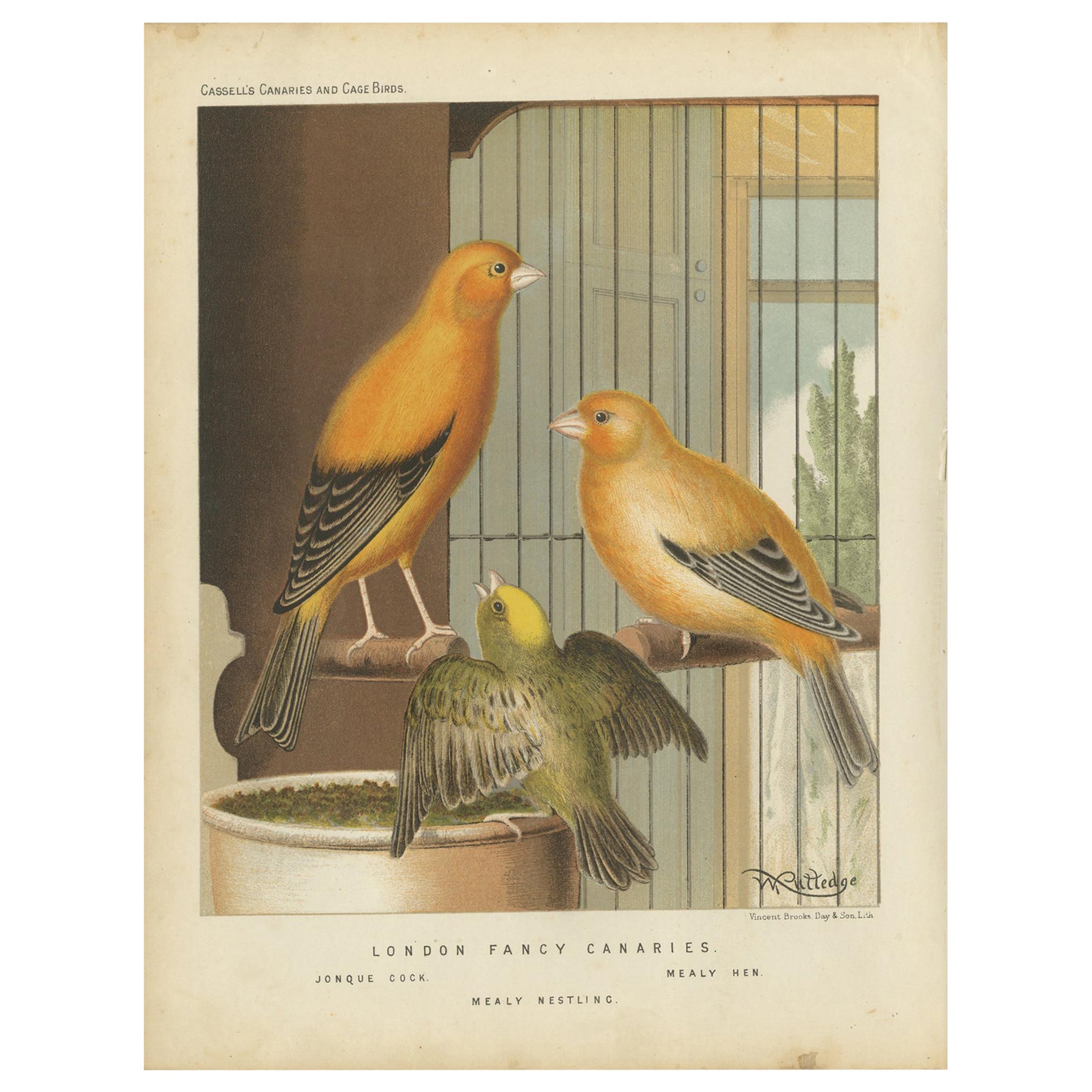 Impression ancienne d'oiseaux des Canaries fantaisie de Londres, vers 1880