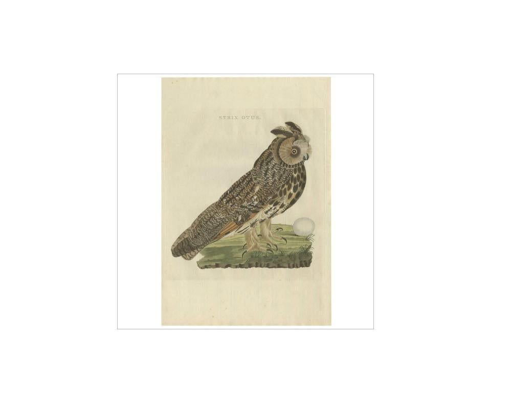 Antique print titled 'Strix Otus'. The long-eared owl (Asio otus), also known as the northern long-eared owl, is a species of owl which breeds in Europe, Asia, and North America. This species is a part of the larger grouping of owls known as typical