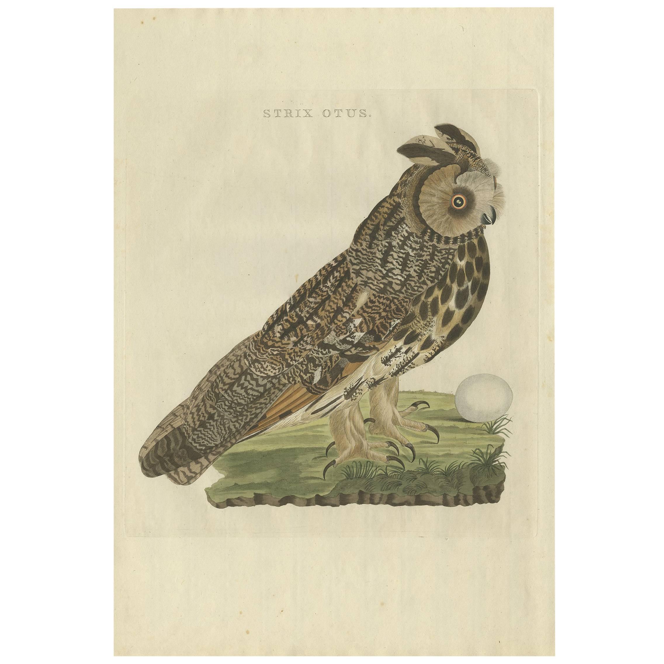 Antiker antiker Vogeldruck der langgeflügelten Eule von Sepp & Nozeman, 1809 im Angebot