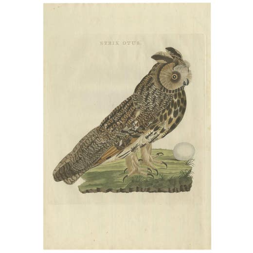 Strix Otus – Antique Long-Eared Owl Print by Nozeman & Sepp, 1809
