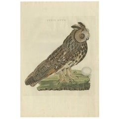 Stampa antica di un gufo dalle orecchie lunghe di Sepp & Nozeman, 1809